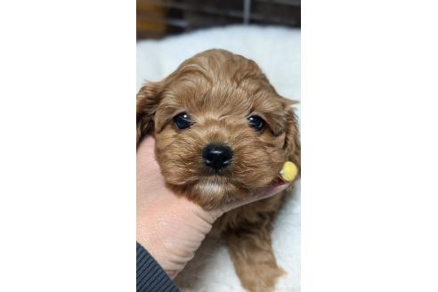 成約済の愛知県のコッカプー:アメリカンコッカースパニエル×トイプードル-362572の13枚目