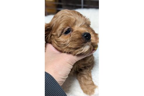 成約済の愛知県のコッカプー:アメリカンコッカースパニエル×トイプードル-362572の12枚目