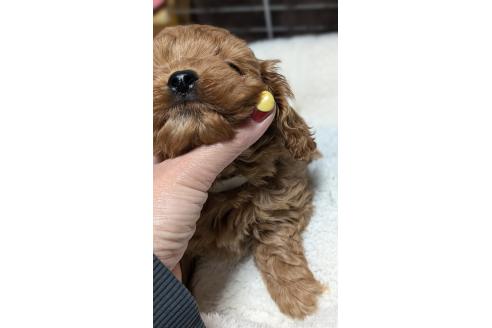 成約済の愛知県のコッカプー:アメリカンコッカースパニエル×トイプードル-362572の11枚目