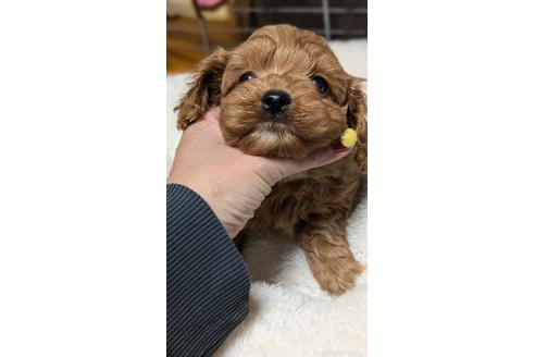 成約済の愛知県のコッカプー:アメリカンコッカースパニエル×トイプードル-362572の10枚目