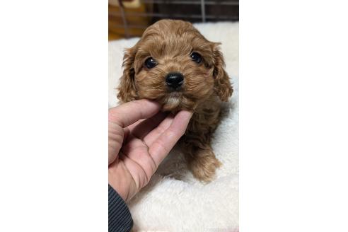 成約済の愛知県のコッカプー:アメリカンコッカースパニエル×トイプードル-362572の9枚目
