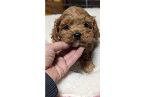 成約済の愛知県のコッカプー:アメリカンコッカースパニエル×トイプードル-362572の8枚目