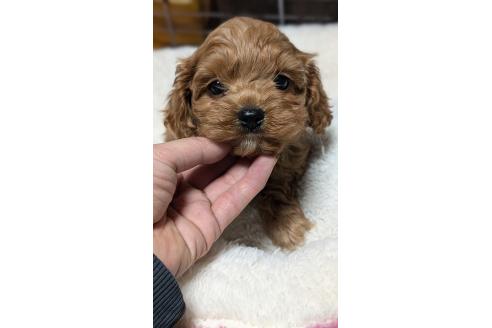 成約済の愛知県のコッカプー:アメリカンコッカースパニエル×トイプードル-362572の7枚目