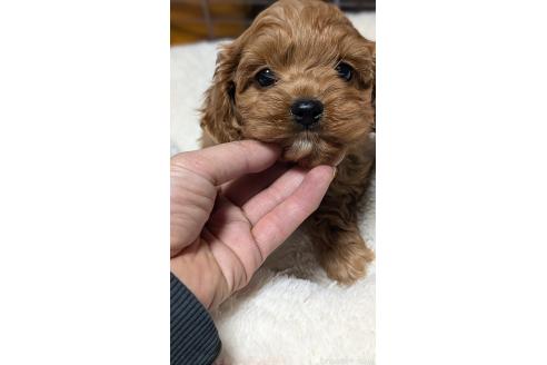 成約済の愛知県のコッカプー:アメリカンコッカースパニエル×トイプードル-362572