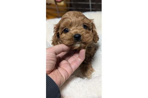成約済の愛知県のコッカプー:アメリカンコッカースパニエル×トイプードル-362572の6枚目