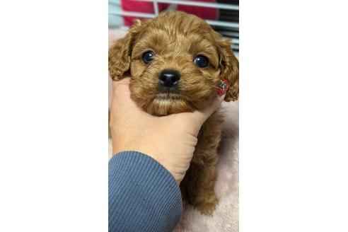 成約済の愛知県のコッカプー:アメリカンコッカースパニエル×トイプードル-362572の4枚目