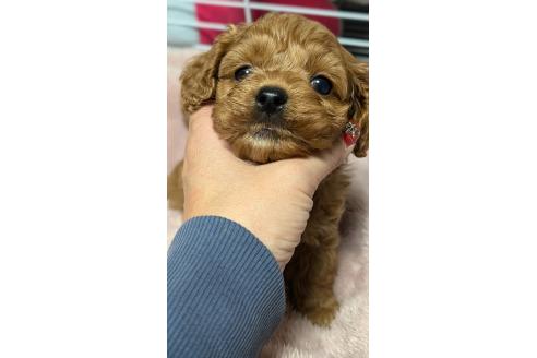 成約済の愛知県のコッカプー:アメリカンコッカースパニエル×トイプードル-362572の3枚目