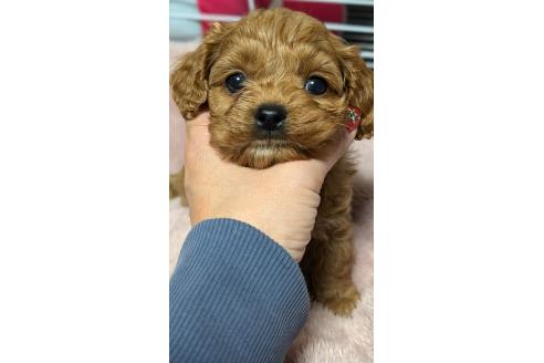 成約済の愛知県のコッカプー:アメリカンコッカースパニエル×トイプードル-362572の2枚目