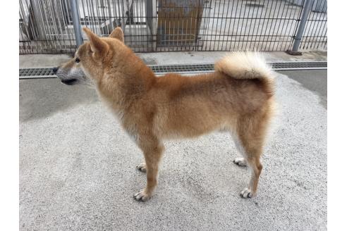 成約済の岡山県の柴犬-367606の5枚目