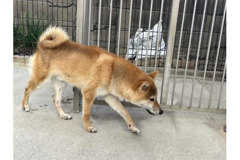 成約済の岡山県の柴犬-367606の4枚目