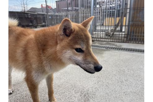 成約済の岡山県の柴犬-367606の3枚目