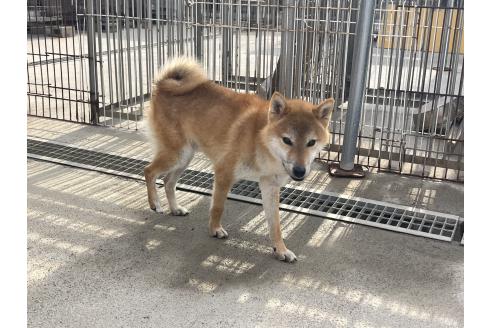 成約済の岡山県の柴犬-367606の2枚目