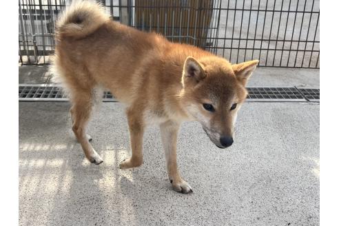 成約済の岡山県の柴犬-367606の1枚目