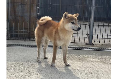 成約済の岡山県の柴犬-367609の5枚目