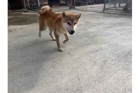 成約済の岡山県の柴犬-367609の4枚目
