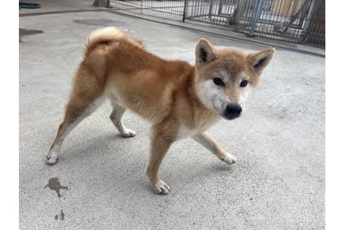 成約済の岡山県の柴犬-367609の3枚目