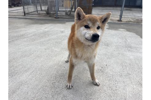 成約済の岡山県の柴犬-367609の2枚目