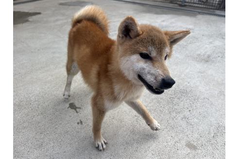 成約済の岡山県の柴犬-367609の1枚目