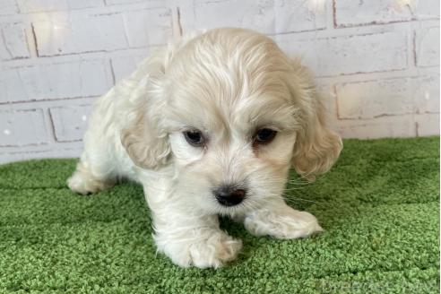 成約済の北海道のミックス犬-367622の7枚目