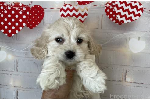 成約済の北海道のミックス犬-367622の6枚目