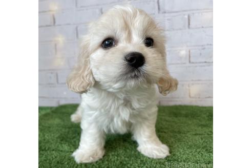 成約済の北海道のミックス犬-367622の5枚目