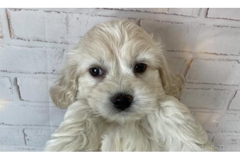 成約済の北海道のミックス犬-367622の4枚目