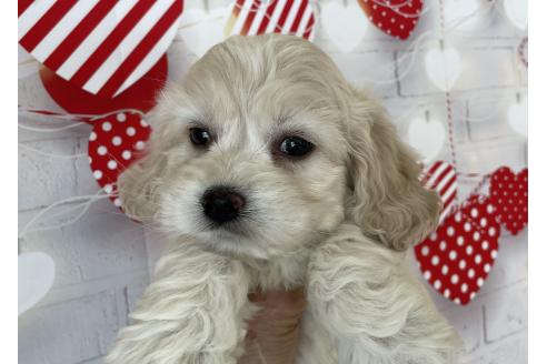 成約済の北海道のミックス犬-367622の3枚目