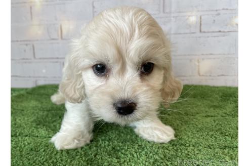 成約済の北海道のミックス犬-367622の2枚目