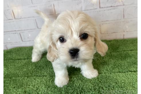 成約済の北海道のミックス犬-367624の7枚目