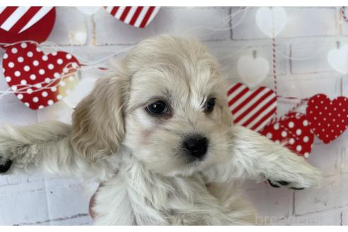 成約済の北海道のミックス犬-367624の6枚目