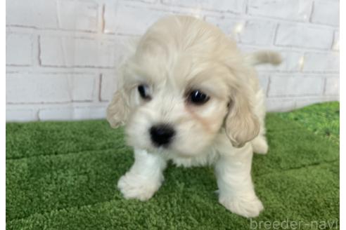 成約済の北海道のミックス犬-367624の5枚目