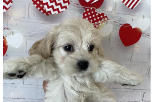 成約済の北海道のミックス犬-367624の4枚目