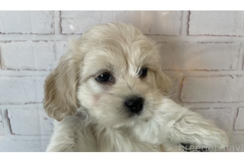 成約済の北海道のミックス犬-367624の3枚目