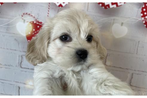 成約済の北海道のミックス犬-367624の2枚目