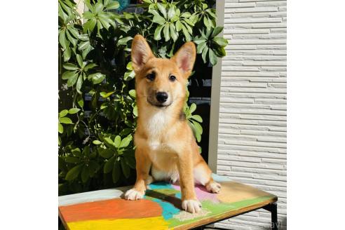 成約済の千葉県のミックス犬-324202の1枚目