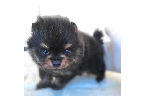 成約済の茨城県のポメラニアン-367640の14枚目
