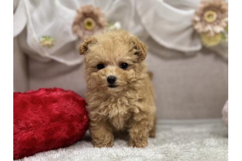 成約済の三重県のティーカッププードル-367642の2枚目