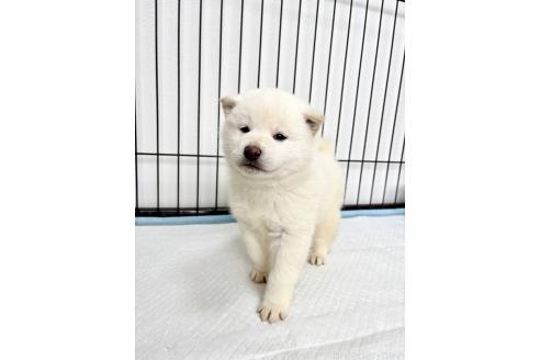 成約済の福井県の柴犬-367644の5枚目