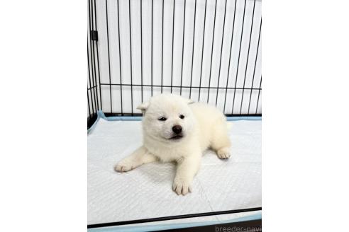 成約済の福井県の柴犬-367644の4枚目