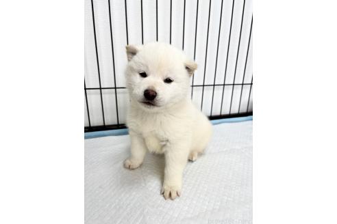 成約済の福井県の柴犬-367644の3枚目