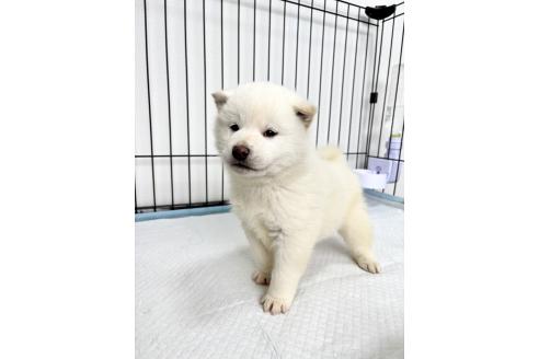 成約済の福井県の柴犬-367644の2枚目