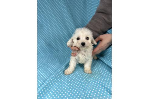 成約済の北海道のミックス犬-367649の4枚目