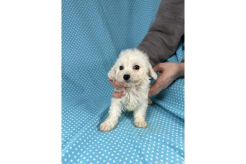 成約済の北海道のミックス犬-367649の3枚目