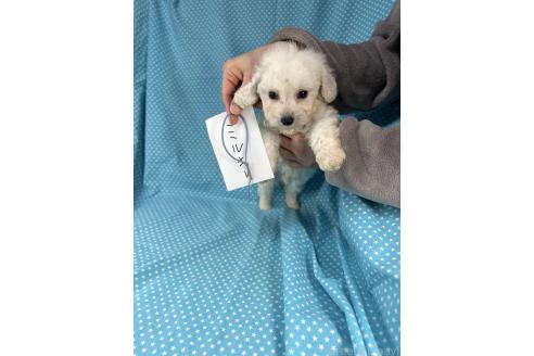 成約済の北海道のミックス犬-367649の2枚目