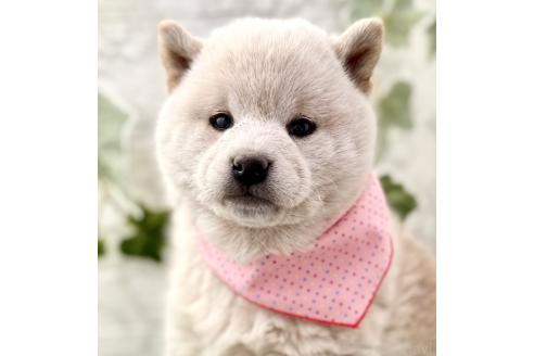 成約済の埼玉県の柴犬-362587