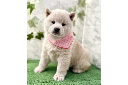 成約済の埼玉県の柴犬-362587の6枚目