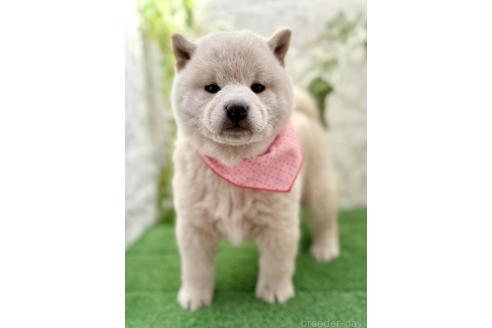 成約済の埼玉県の柴犬-362587の5枚目