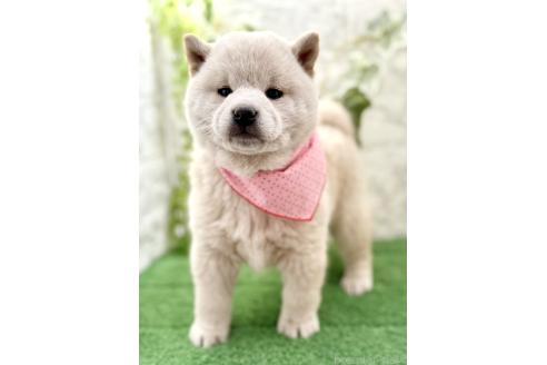 成約済の埼玉県の柴犬-362587の4枚目