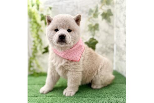 成約済の埼玉県の柴犬-362587の3枚目