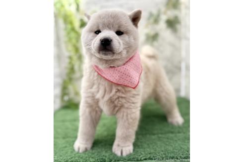 成約済の埼玉県の柴犬-362587の2枚目